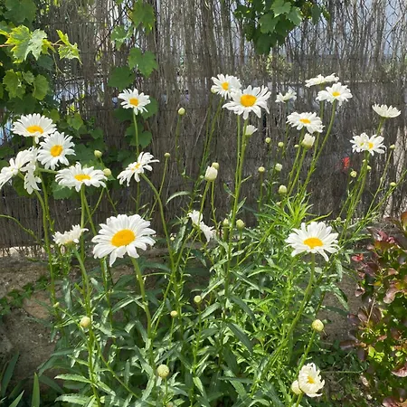 펜션 Bookingalsace - Maison Mittelharth Parking Jardin 콜마