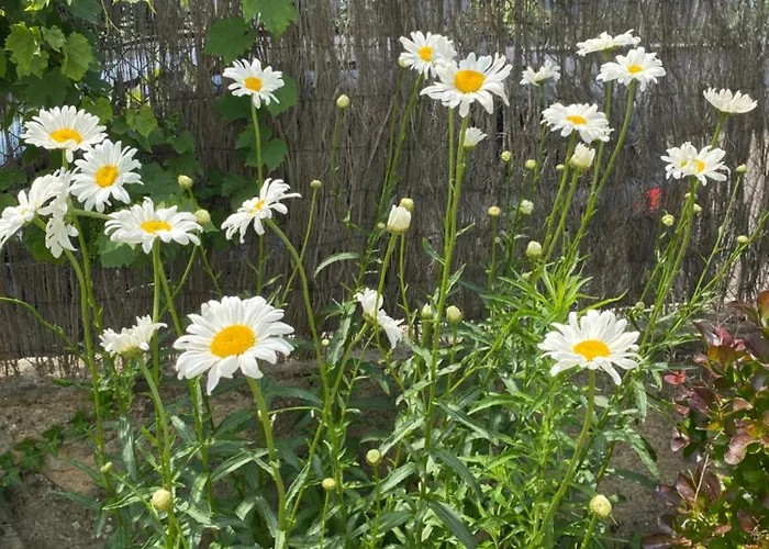 Сasa de vacaciones Bookingalsace - Maison Mittelharth Parking Jardin Colmar